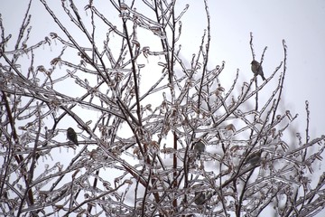 Branches d'arbBranches d'arbre après une tempête de verglas.re après une tempête de verglas.
