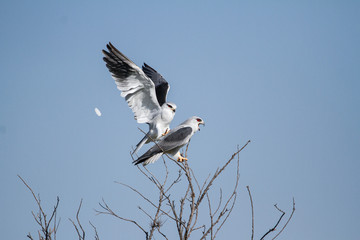 Black Winged Kites fight mid-air