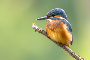 European Kingfisher waiting on stick