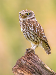 Little Owl perched on log