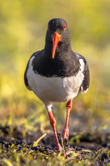 Pied Oystercatcher walking frontal