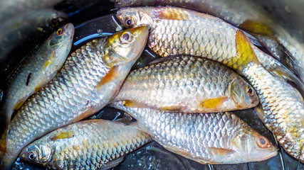 Jelawat (Leptobarbus hoevenii), native inhabitants of Malay Peninsula, Thai, Sumatra, and Borneo freshwater ecosystem, usually captured as food source