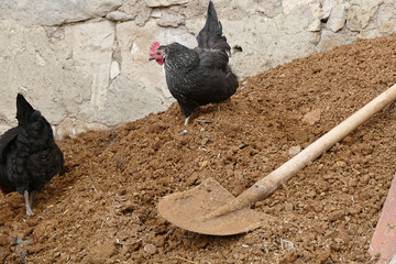 animal manure and chicken