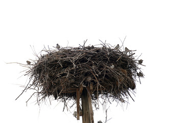 empty stork nest and sparrow birds on the