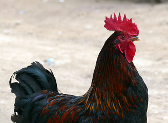 chickens and roosters roaming freely in the village, the village chickens,