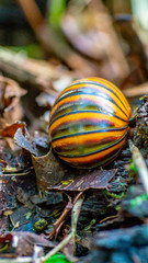 Borneo giant pill millipede walking on the forest ground