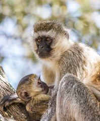 Vervet monkey female with a cub