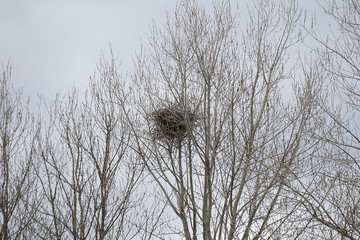 not bloomed trees and cloudy sky view,