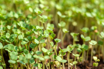 Microgreen sprouts raw sprouts