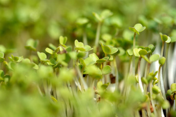 Obraz na płótnie Canvas Microgreen sprouts raw sprouts