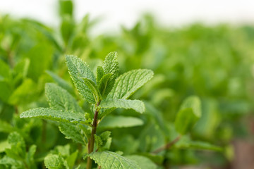 Mint plant grow at vegetable garden