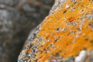 mossy rocks, yellow mossy rocks indicate north direction, north direction and mossy rocks,