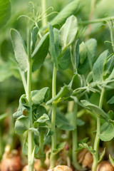 Micro green of peas