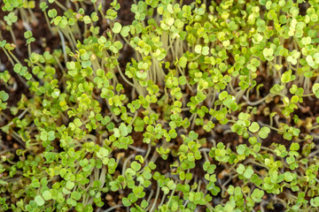 Microgreen sprouts raw sprouts