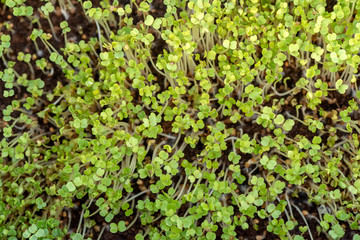 Microgreen sprouts raw sprouts