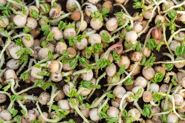 Micro green of peas