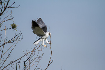 Black Winged Kite on a tree