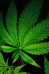 Fototapeta na wymiar Large leaves of marijuana on a black background. Growing medical cannabis.