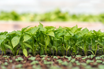 Small seedlings growing in cultivation tray