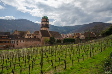 Fototapeta na wymiar Vineyard in early spring. There are no leaves on the vine yet. In the background there is an ancient city with a cathedral. Mountains are visible in the distance. Forantzia. Alsace. Kaysersberg.