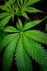 Large leaves of marijuana on a black background. Growing medical cannabis.