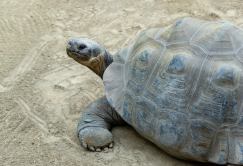 turtle in the sand -  Galápagos tortoise