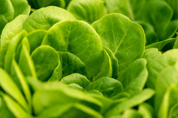 Corn salad, green lettuce leaves background