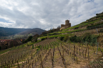Fototapeta na wymiar Landscape with a grape field at the end of March. The vine has no leaves. France. Alsace. In the background there are mountains, the old castle and the city of Kaysersberg.