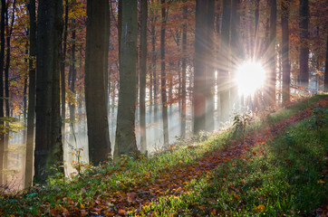 Sunbeams at sunrise in an old beech forest in autumn, Germany