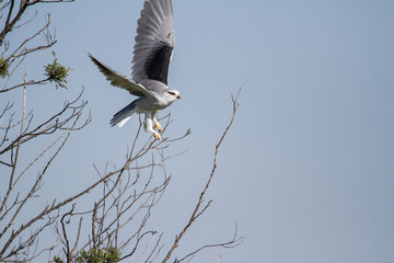 Kite displaying aerobics