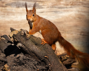 Naklejka na ściany i meble European red squirrel climbing on a tree stump