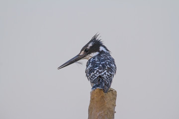 Pied Kingfisher perched on a pole