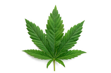 Green cannabis leaves isolated on white background. Growing medical marijuana. - obrazy, fototapety, plakaty