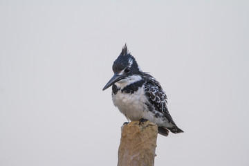 Pied Kingfisher perched on a pole