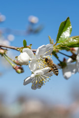 Flying Bee On The White Cherry Flowers With Blurred Background