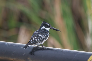 Pied Kingfisher perched on a pole
