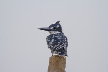 Pied Kingfisher perched on a pole