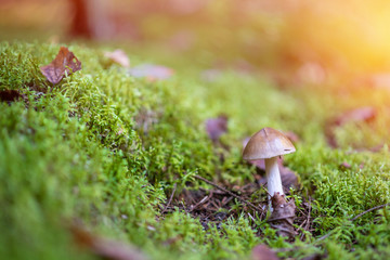 Amanita phalloides in the forest. Poisonous mushroom, commonly known as the Death Cap.