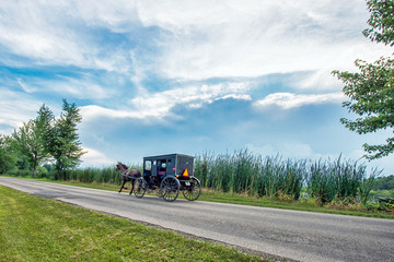 Amish Buggy in Wetlands