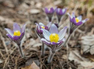 first spring flower in the forest