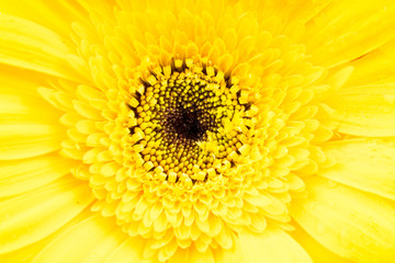 Colored gerbera flowers