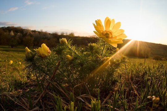  Spring Pheasant's Eye