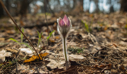 first spring flower in the forest