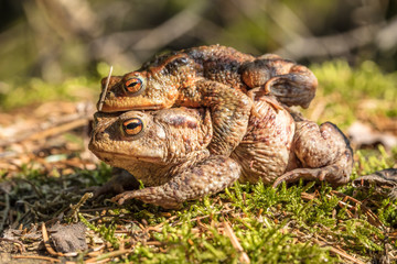 Naklejka premium frösche