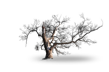 Willow tree in snow isolated on white © Pink Badger