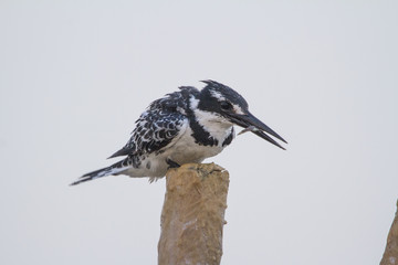 Pied perched on a pole