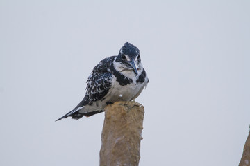 Pied perched on a pole