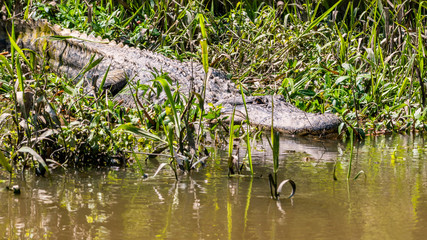 See you later, alligator