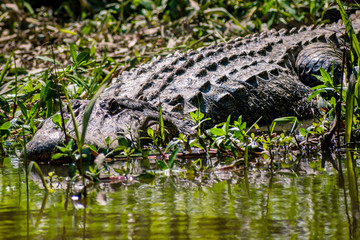 See you later, alligator