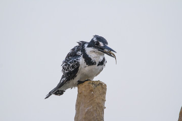 Pied perched on a pole